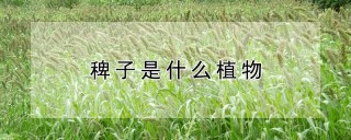 稗子是什么植物,第1图