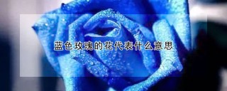 蓝色玫瑰的花代表什么意思,第1图