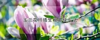 玉兰花扦插生根最快方法,第1图