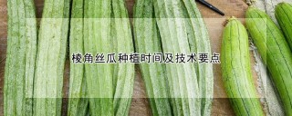 棱角丝瓜种植时间及技术要点,第1图