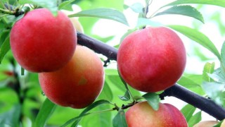 水蜜桃的种植技术,第1图