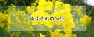 油菜花形态特征,第1图