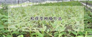 松茯苓种植方法,第1图