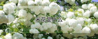 米花是什么,第1图