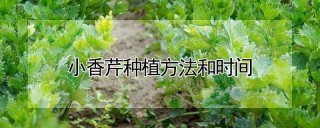 小香芹种植方法和时间,第1图