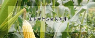 玉米为什么会长侧芽,第1图