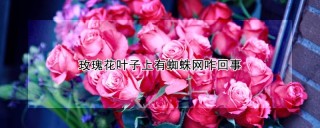 玫瑰花叶子上有蜘蛛网咋回事,第1图