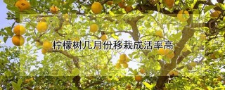 柠檬树几月份移栽成活率高,第1图