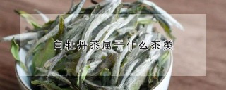 白牡丹茶属于什么茶类,第1图