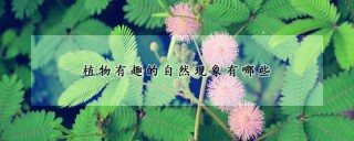 植物有趣的自然现象有哪些,第1图