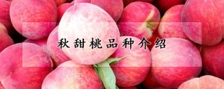 秋甜桃品种介绍,第1图
