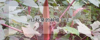 红秋葵的种植方法,第1图