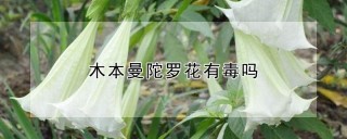 木本曼陀罗花有毒吗,第1图