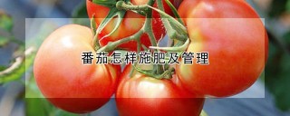 番茄怎样施肥及管理,第1图