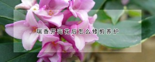 瑞香开完花后怎么修剪养护,第1图