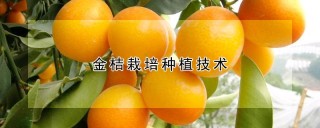 金桔栽培种植技术,第1图