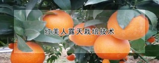 红美人露天栽培技术,第1图