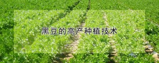 黑豆的高产种植技术,第1图