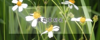 黄花草别名,第1图