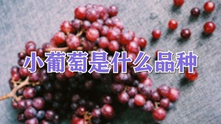 小葡萄是什么品种,第1图