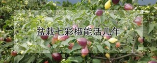 盆栽七彩椒能活几年,第1图