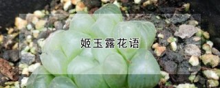 姬玉露花语,第1图