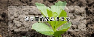 蚕豆苗的家庭培植法,第1图