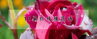 11朵红玫瑰花语,第1图