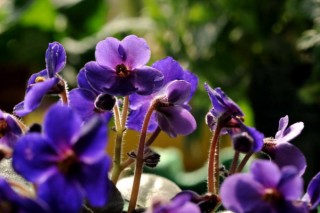 紫罗兰花怎么养，5步教你养好紫罗兰,第2图