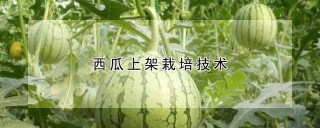 西瓜上架栽培技术,第1图