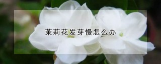 茉莉花发芽慢怎么办,第1图