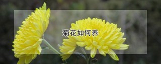 菊花如何养,第1图