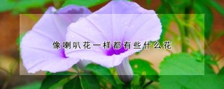 像喇叭花一样都有些什么花,第1图