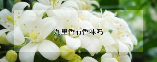 九里香有香味吗,第1图