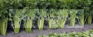 秋季芹菜的种植方法,第1图