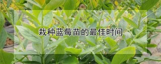 栽种蓝莓苗的最佳时间,第1图