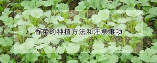 香菜的种植方法和注意事项,第1图