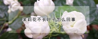 茉莉花不长叶子怎么回事,第1图