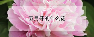 五月开的什么花,第1图