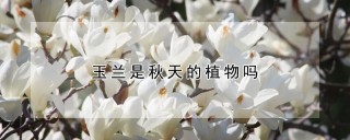 玉兰是秋天的植物吗,第1图