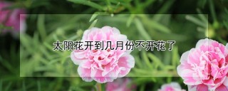 太阳花开到几月份不开花了,第1图