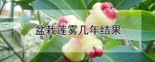 盆栽莲雾几年结果,第1图