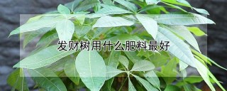 发财树用什么肥料最好,第1图