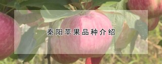 秦阳苹果品种介绍,第1图