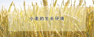小麦的生长环境,第1图