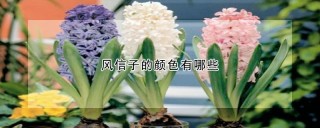 风信子的颜色有哪些,第1图