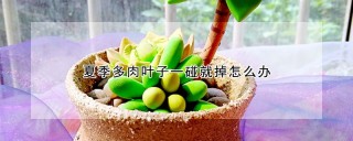 夏季多肉叶子一碰就掉怎么办,第1图