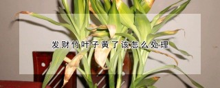 发财竹叶子黄了该怎么处理,第1图