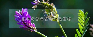 植物为什么会向一边倾斜,第1图