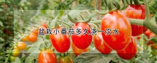 盆栽小番茄多久浇一次水,第1图